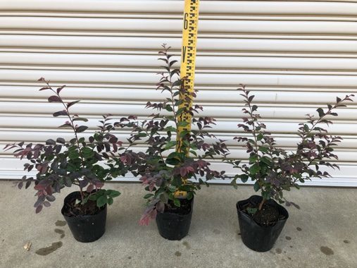 売切れ トキワマンサク赤葉赤花 H0 3m 0 5m 5寸ポット 千葉の中低木 苗木の植木生産 販売なら 市川ナーセリー