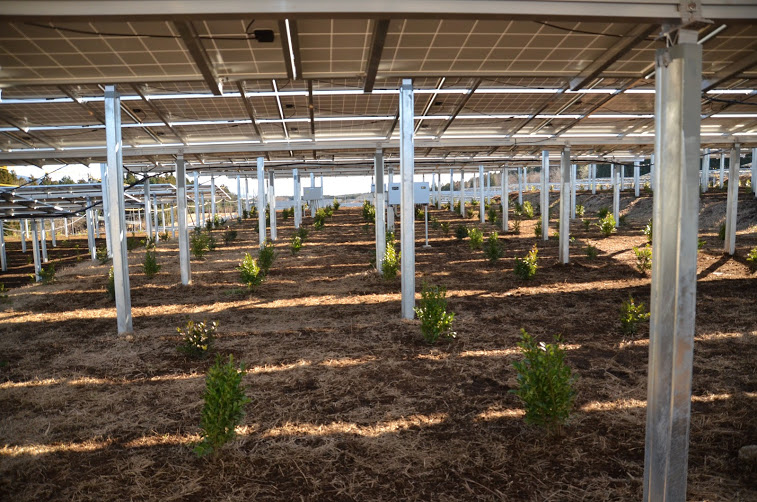 太陽光発電営農型植林